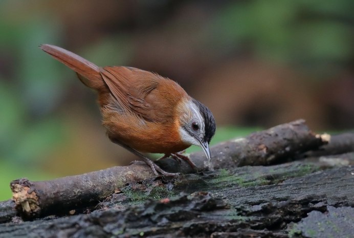Дроздовая тимелия Шарпа