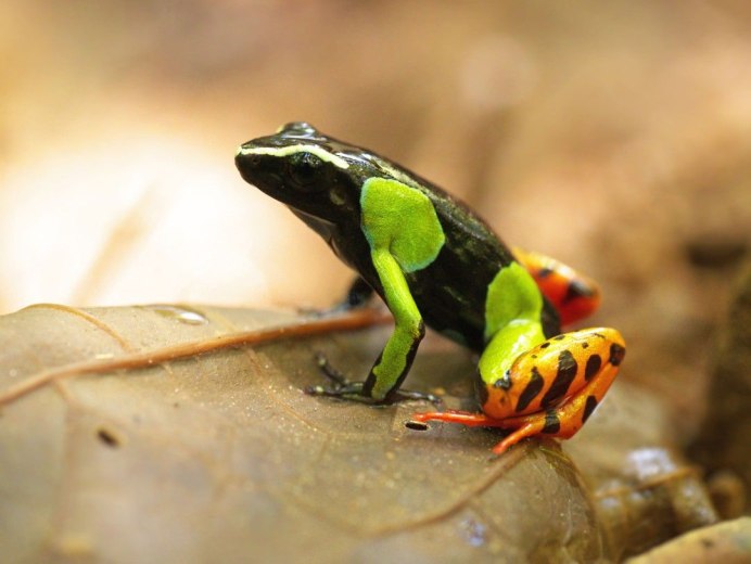 Закавказская лягушка