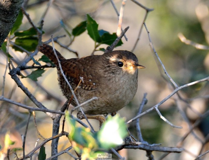 Бесхвостая тимелия