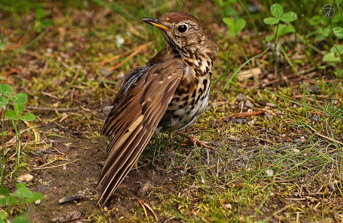 Птенец дрозда рябинника