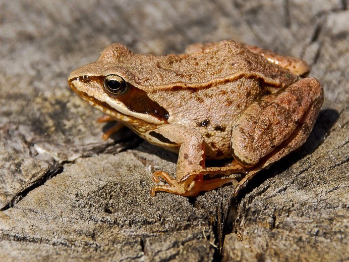 Австралийская голубая квакша
