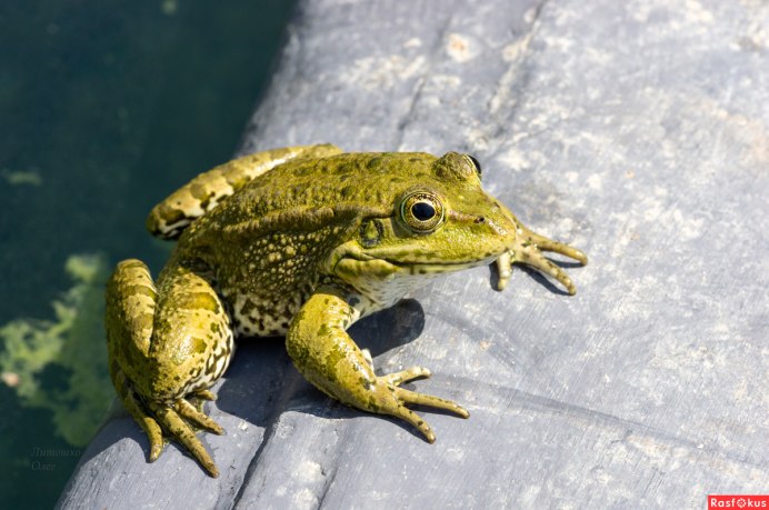 Озерная лягушка Pelophylax ridibundus