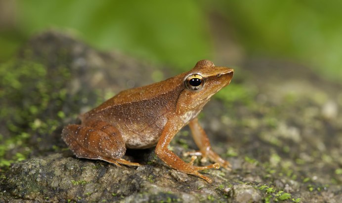 Бесхвостые земноводные