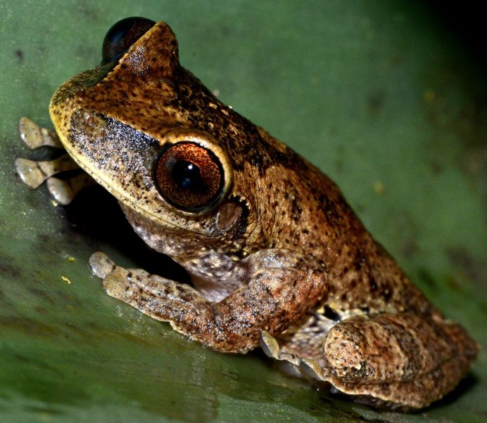 Обыкновенная чесночница