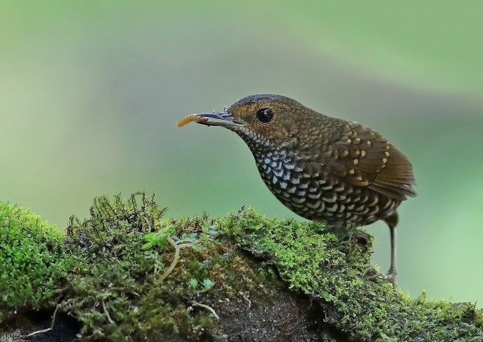 Тимелия птица