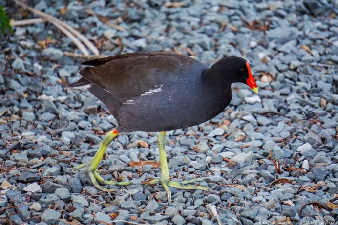 Камышница птица Доминикана