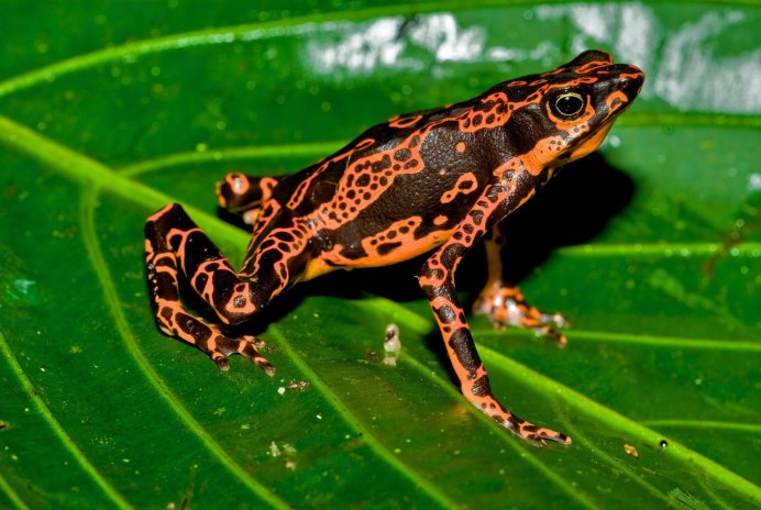 Золотистоглазая квакша