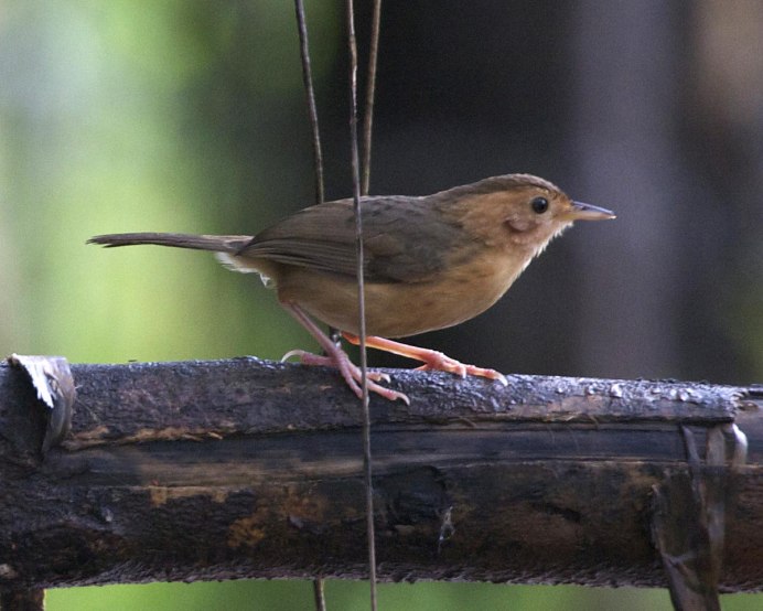 Бесхвостая тимелия