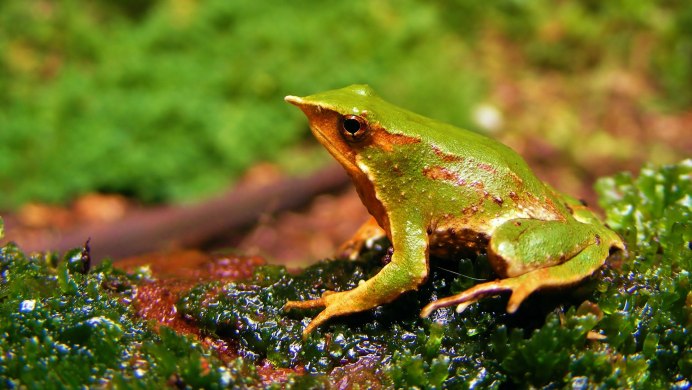 Озерная Прудовая травяная остромордая лягушка
