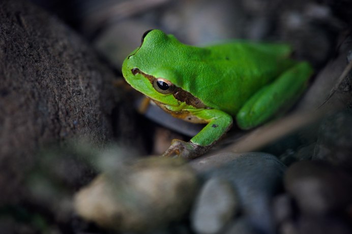 Султанская курица