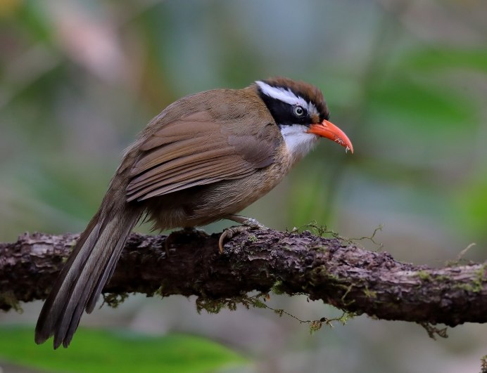 Бесхвостая тимелия
