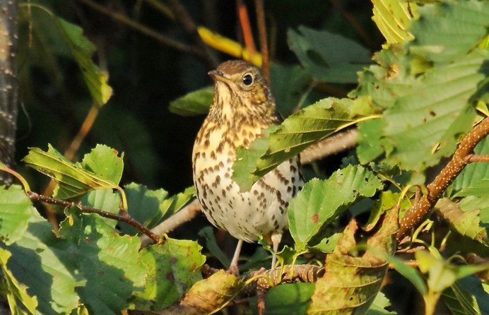 Ceryle Rudis