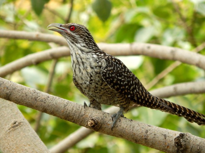 Птица spotted Pardalote