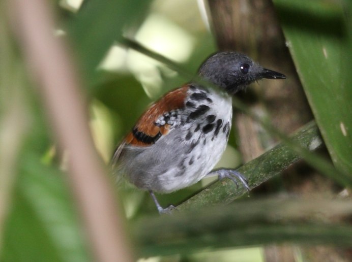 Megaceryle lugubris