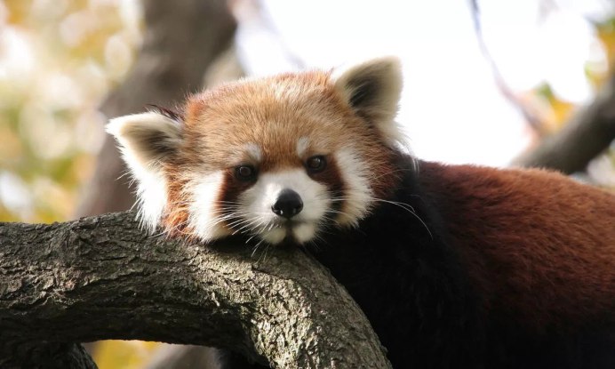 Малая Панда (Ailurus Fulgens