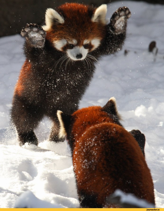 Малая Панда (Ailurus Fulgens