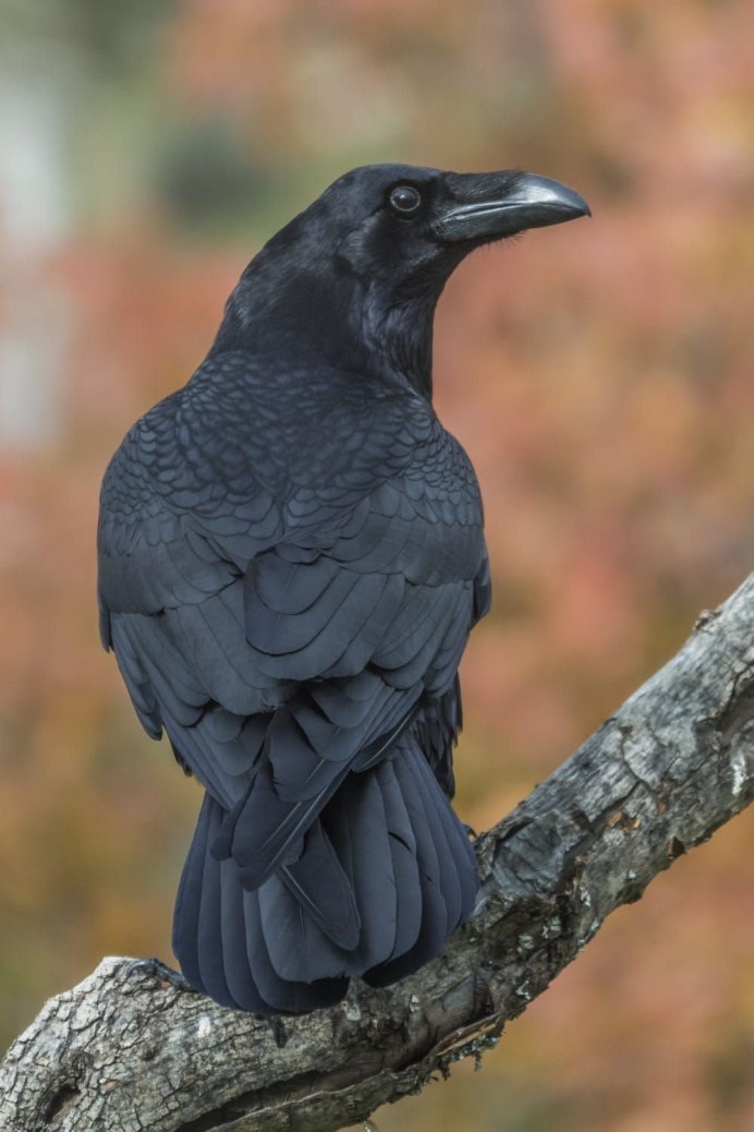 Корвус Коракс ворон