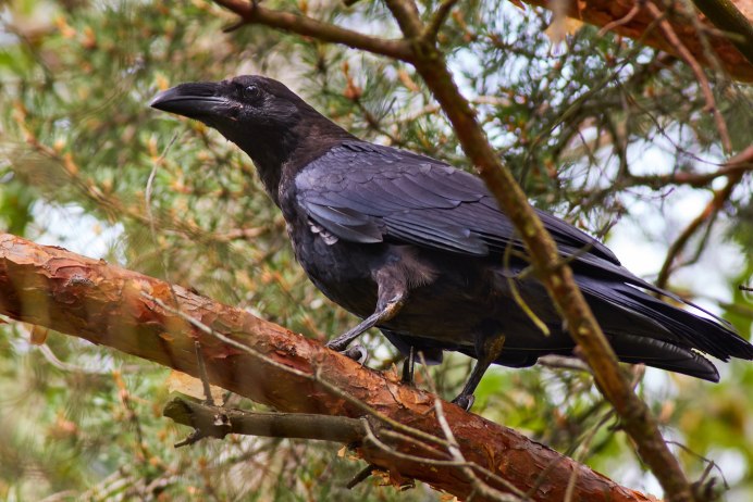 Черный ворон Corvus Corax