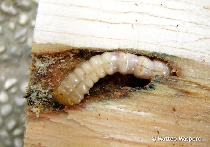 Азиатский усач Anoplophora glabripennis