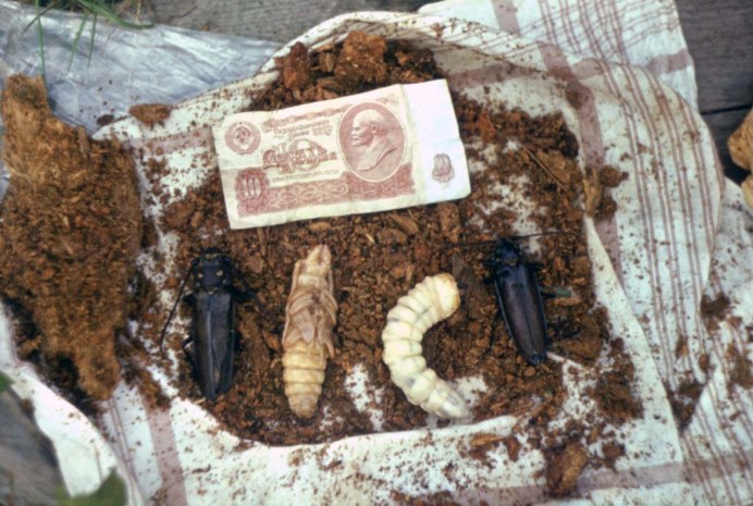 Жук Точильщик личинки