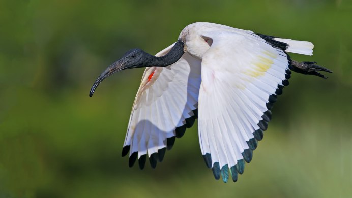 Heron птица