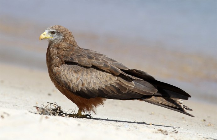 Red Kite Bird