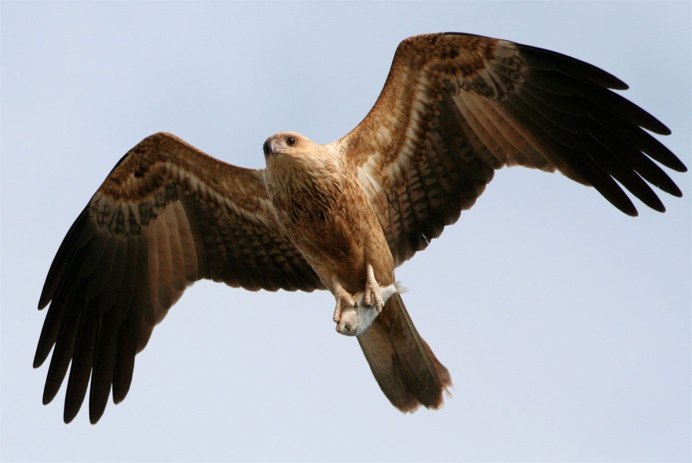 Черный Коршун Milvus Migrans