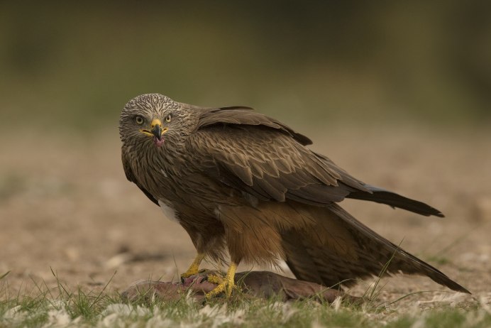 Красный Коршун Milvus Milvus