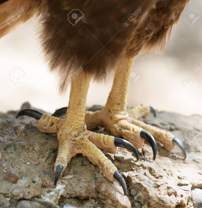 Парящий Коршун