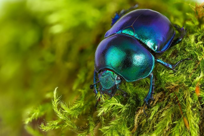 Canthon indigaceus