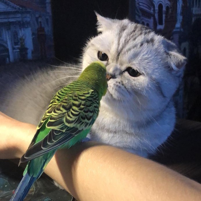 Кот с попугаем