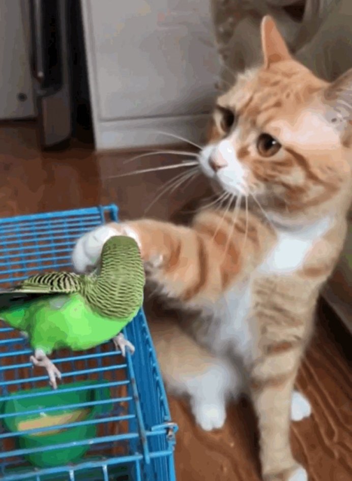 Кот собака попугай