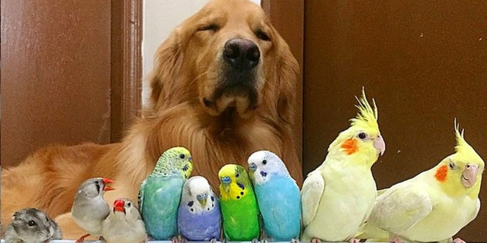Черный кот с попугаем