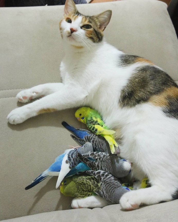 Котенок и попугай
