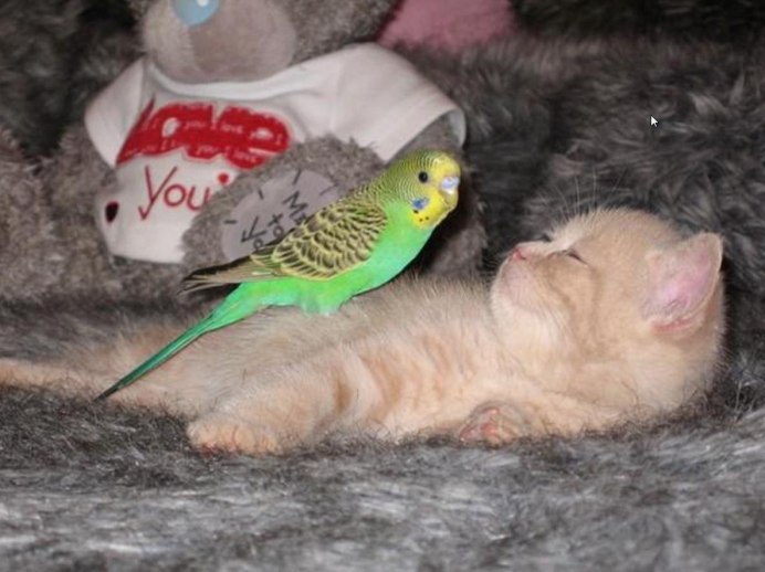 Кот и попугай