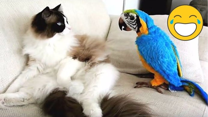Кот с попугаем