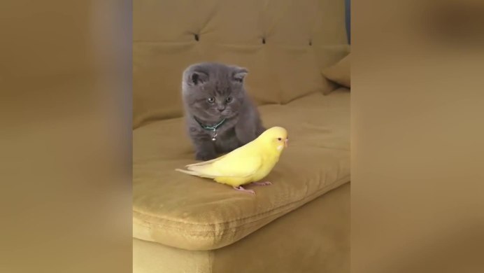 Кошка и канарейка