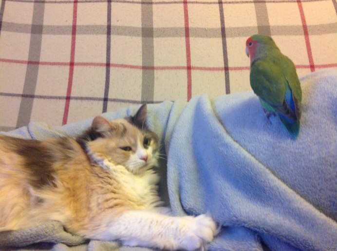 Котенок и птица