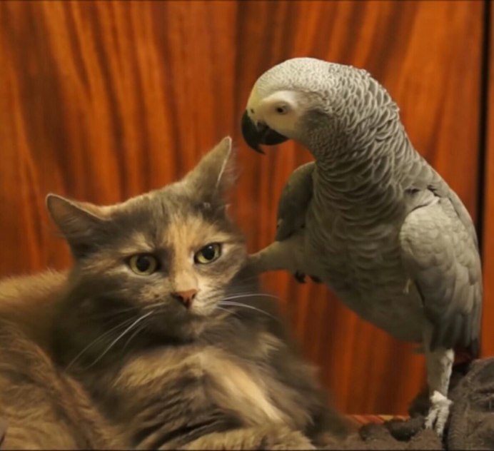 Кот и волнистик играются