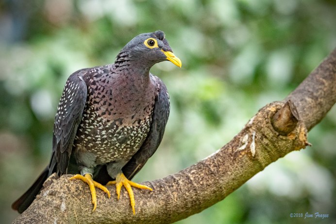 Columba arquatrix
