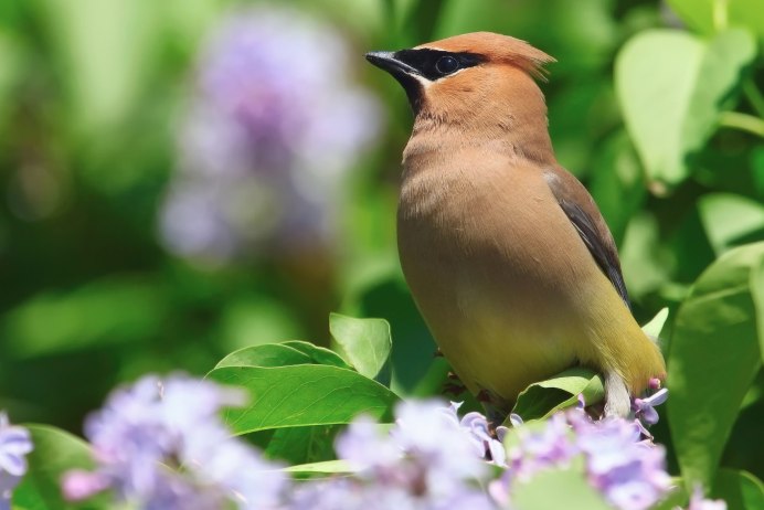 Красивые яркие птицы