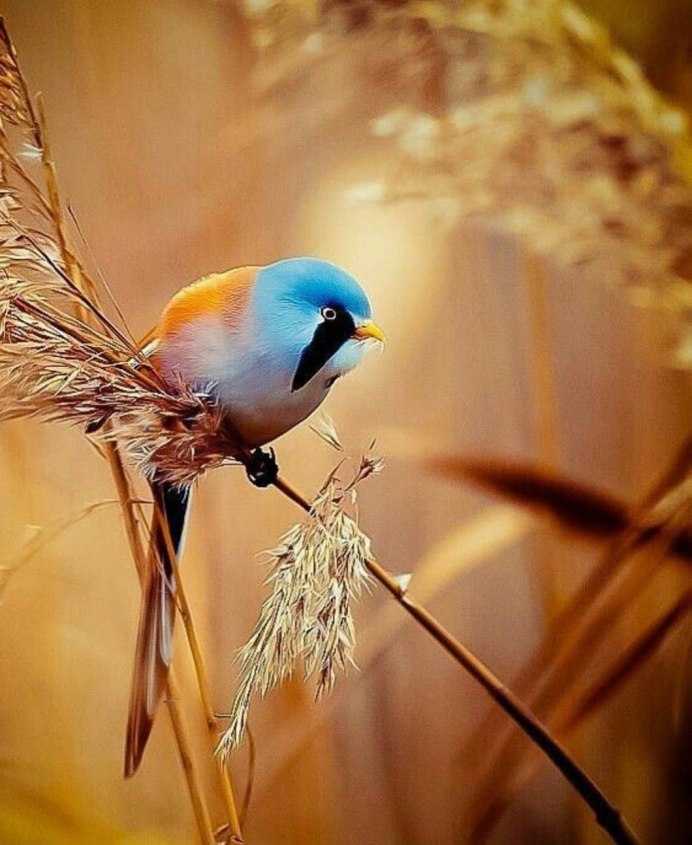 Весенние птицы