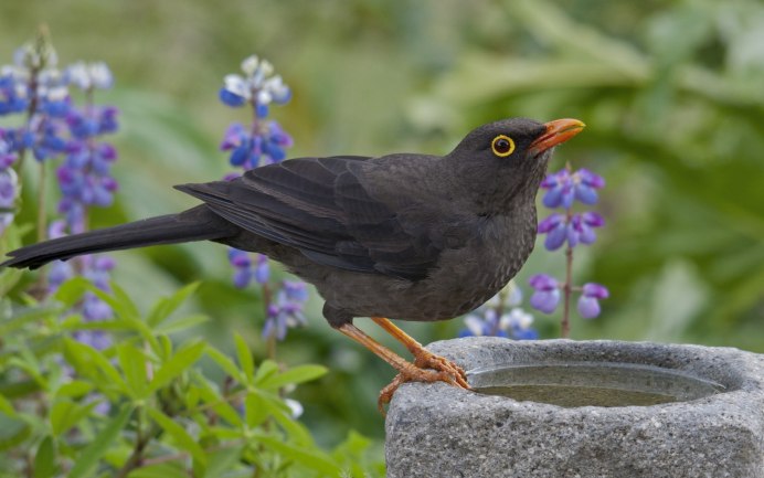 Перелетная ли птица дятел