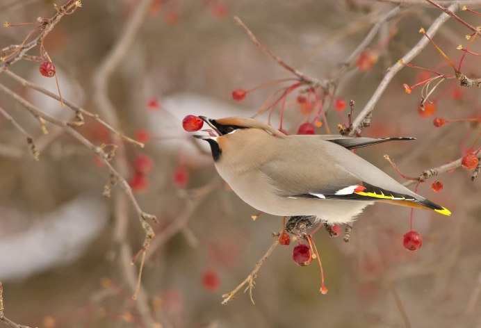 Радостная птица