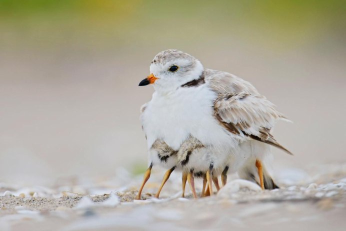 Природа птицы