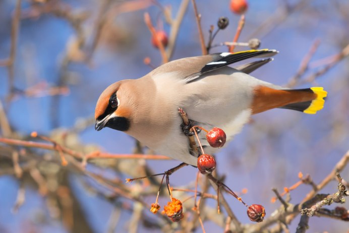 Птицы картинки