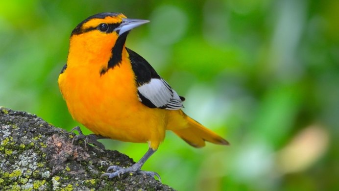 Сойка Кавказская