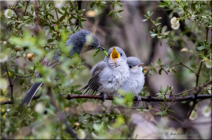 Красивые весенние птицы