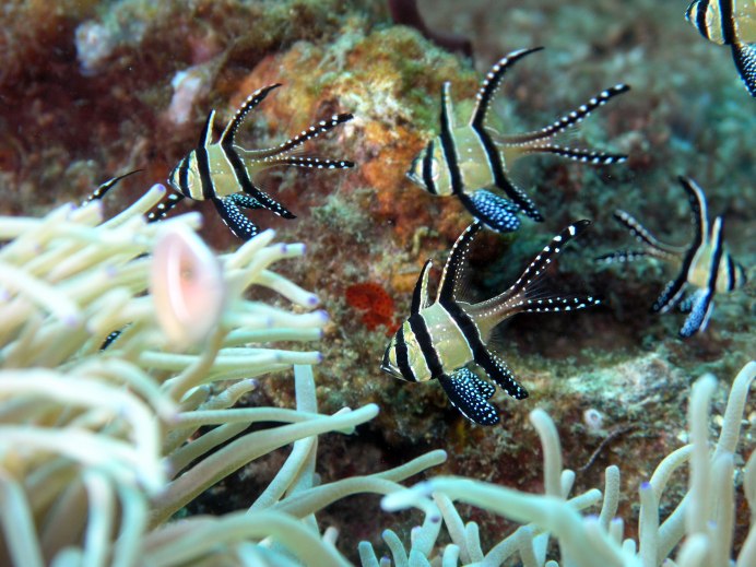 Pterapogon kauderni (тюлевый Кардинал)