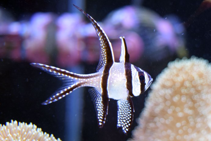 Апогон Каудерна тюлевый, m /Pterapogon kauderni